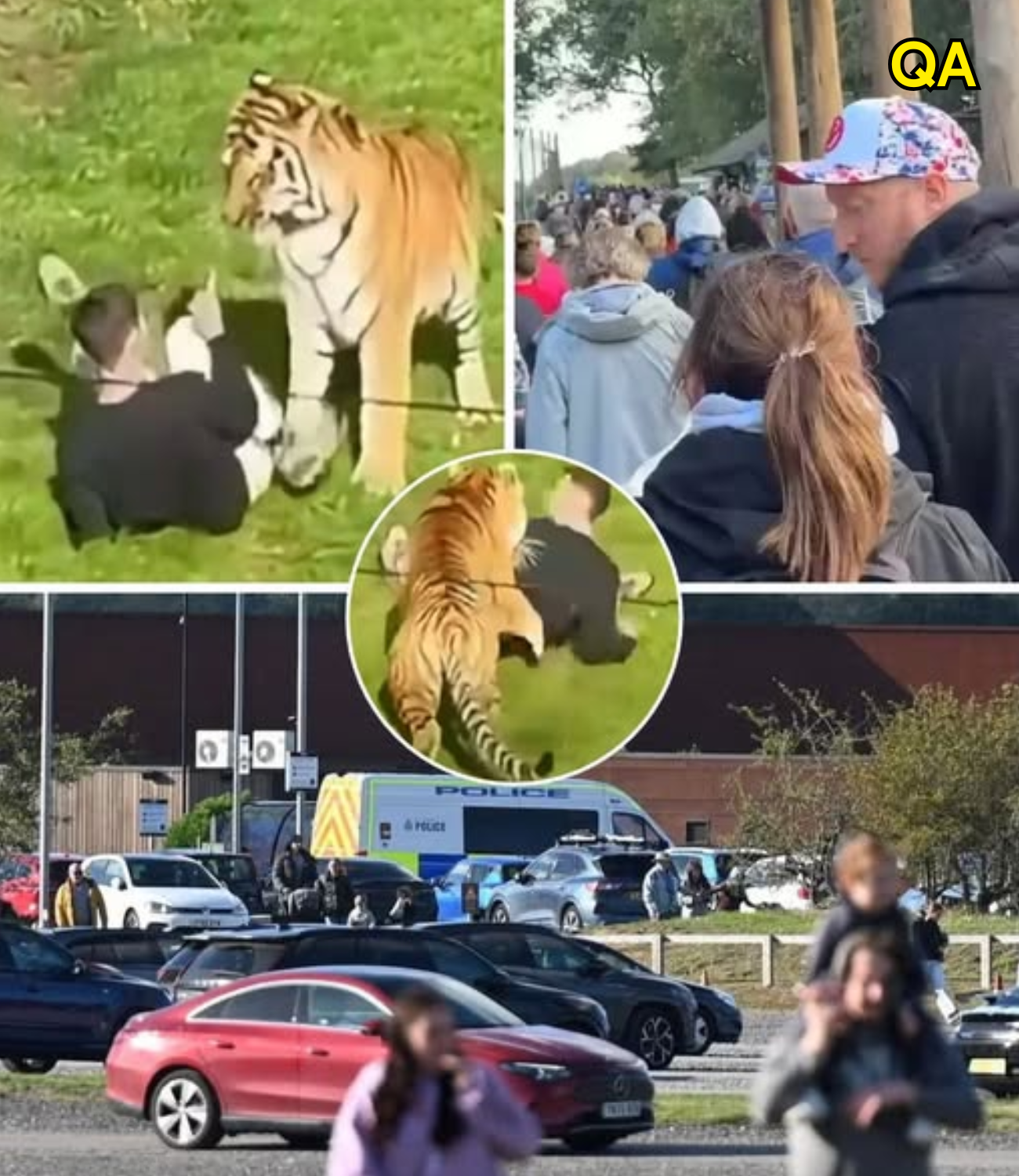 HT1. WITNESS REVEALS WHAT MAN SAID TO HER MOMENTS BEFORE HE WAS MAULED TO DEATH BY A TIGER AT UK WILDLIFE PARK — AND A VIDEO CAPTURED THEIR CHEERFUL FINAL CONVERSATION JUST MINUTES BEFORE TRAGEDY STRUCK!