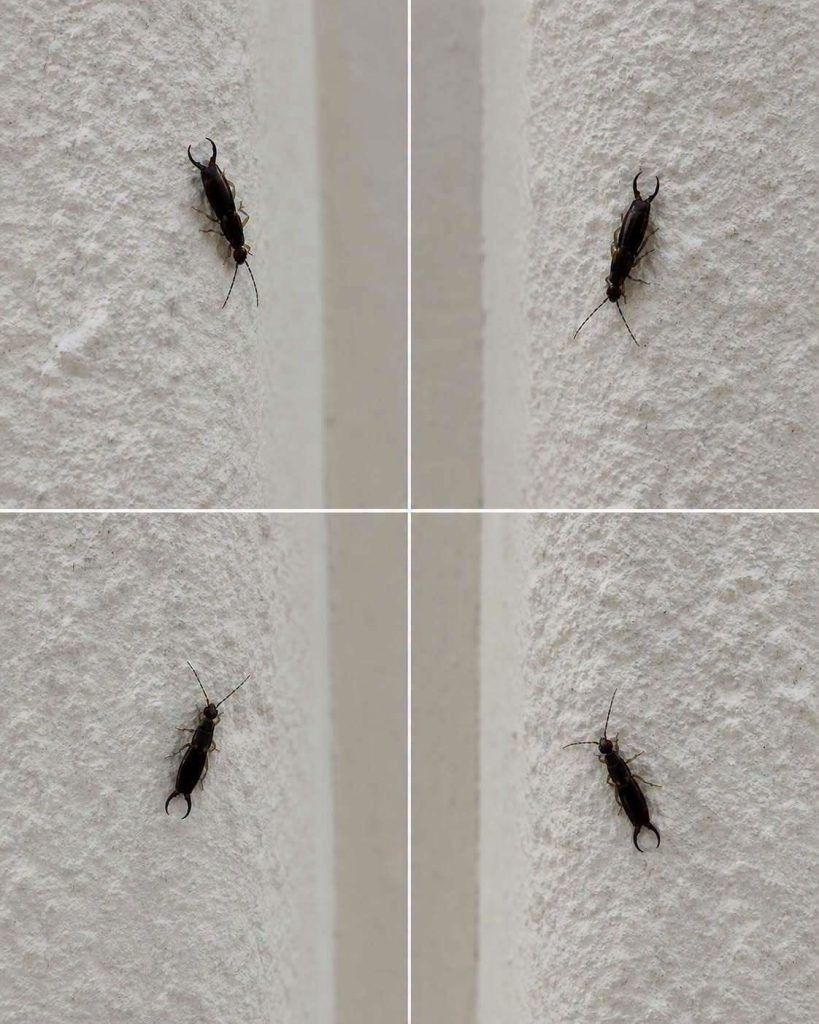 HT3. If You Find This Common Insect in Your Home, Here’s What You Should Know