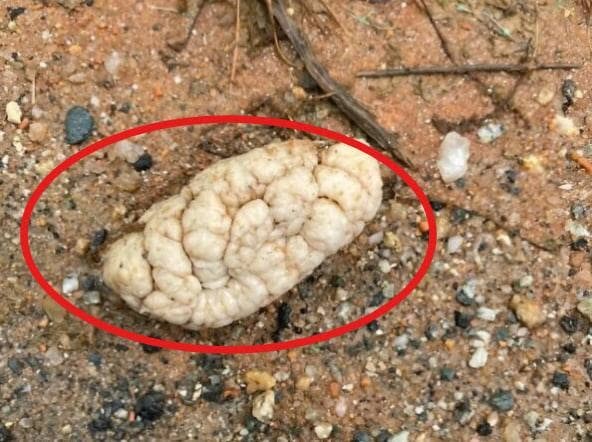 HT2. I discovered a strange thing on the roadside and assumed it was a brain, but the truth was even worse.
