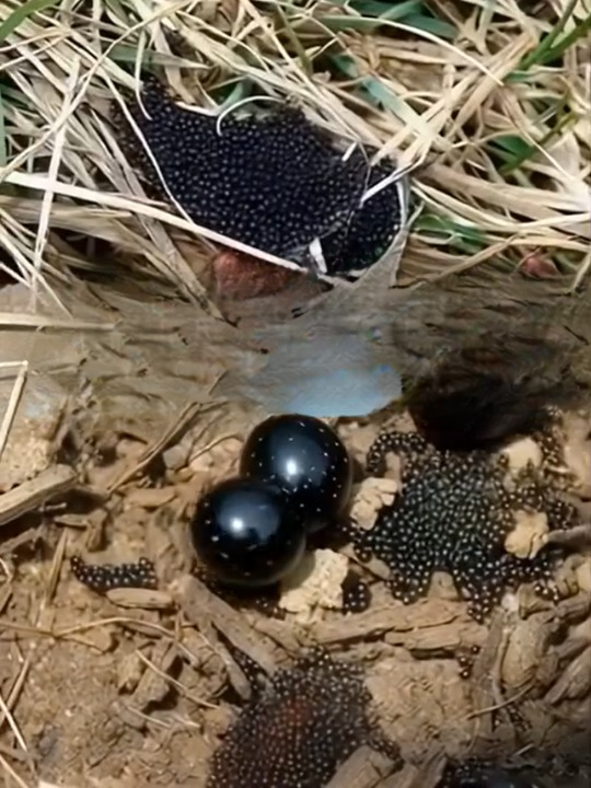 HT2. Search Results for “Found Tiny Eggs in Your Yard? Here’s What They Could Mean for Your Health and Home!!”
