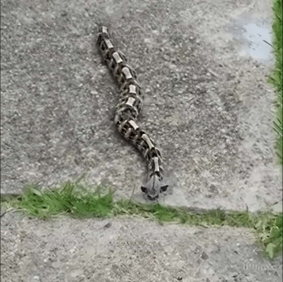 HT2. An Unexpected Snake Sighting in the Yard Highlights the Importance of Outdoor Safety!