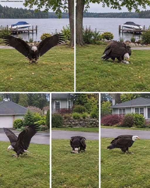 HT3. Giant Eagle Report Draws Attention to Wildlife Research and Conservation