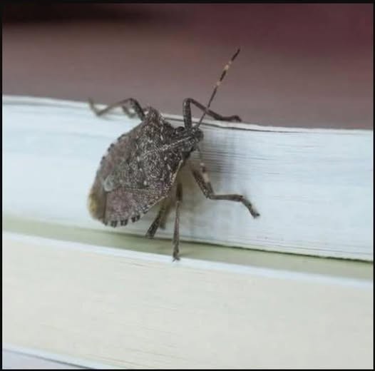 HT3. Spot this bug indoors? Here’s where you need to go right away…