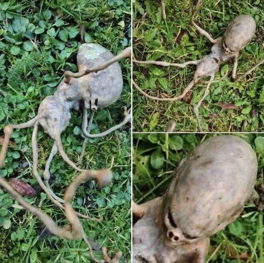 HT1. Neighbor finds ‘alien’ object in their backyard that has the internet stumped