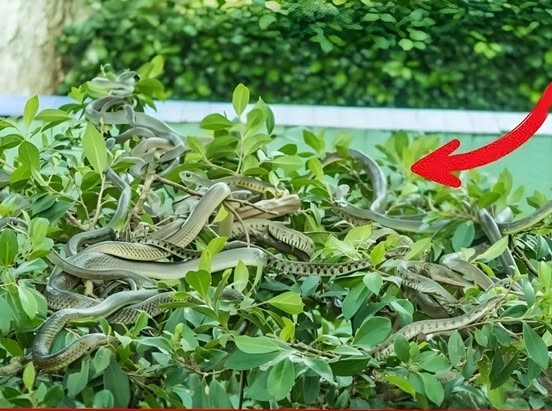 HT3. Avoid These Snake Attracting Plants in Your Home or Garden