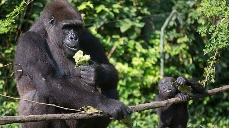 ST1. Gorilla Encounters at Zoos: Understanding Wildlife, Safety, and Human Curiosity